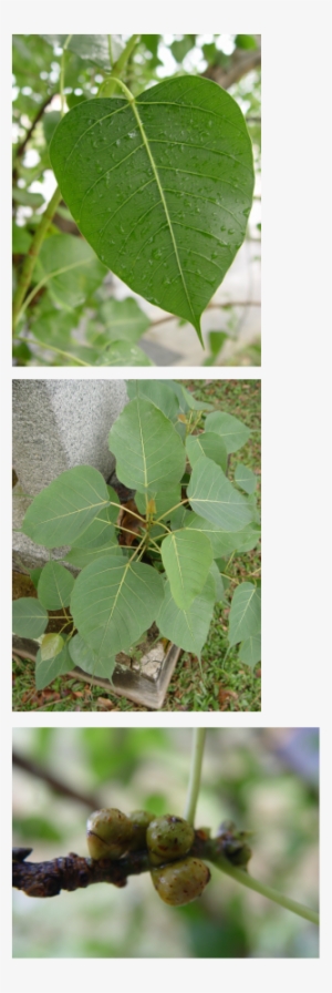 Buddhist Believe That 2500 Years Ago, Siddhartha Gautama - Dillenia