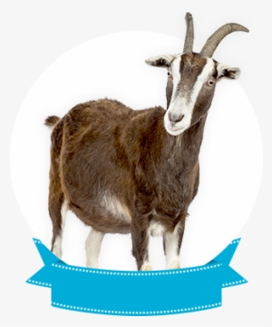 Toggengurg - Zippo Lighter: Goat - Street Chrome