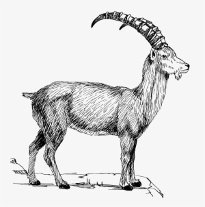 Goat 1 - Mountain Goat Clipart Black And White - 3001x3059 PNG Download ...