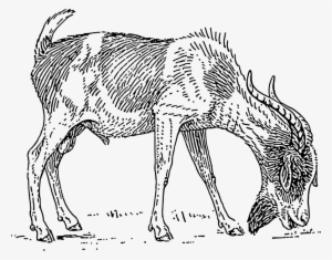 Bearded Goat Clipart Png
