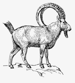 Goat 2 - Ibex Clipart
