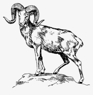 28 Collection Of Mountain Goat Drawing - Mountain Goat Clipart Black And White