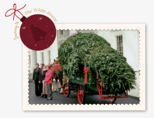 Journeytothewhitehouse - Fraser Fir Christmas Trees