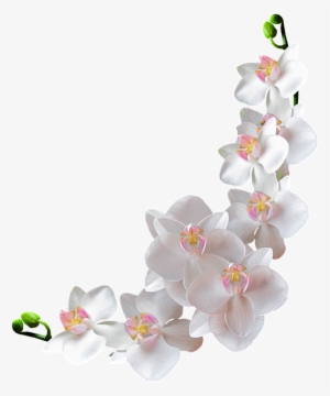 Beautiful And Elegant Bunch Of Orchids Transparent - Baby Pink With Frame Background