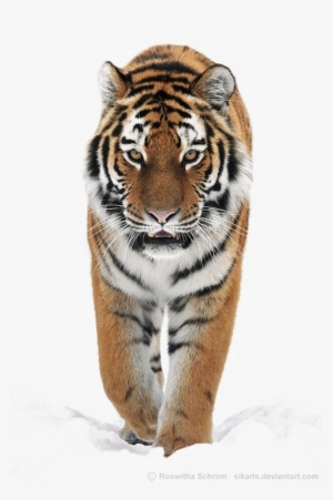 Siberian Tiger Png Transparent Image - Tiger Png