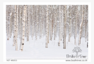 Snow Tress Scenery Wallpaper Or Fabric & Blinds - Winter