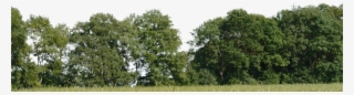 0 Tree Background Wallpaper Tree For Background Png - Group Of Trees Png