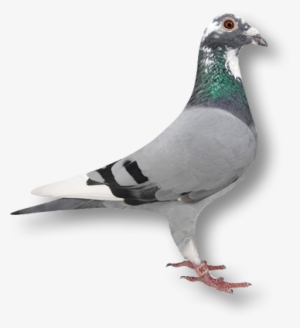 Home Logo Pigeon - Racing Pigeon