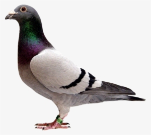 Pigeon - Pigeon With Transparent Background