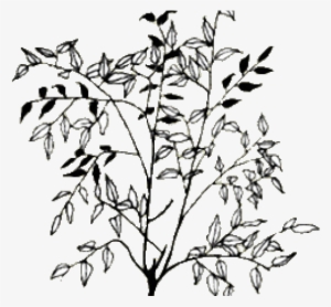 Drawn Bush Shrub Line - Twig