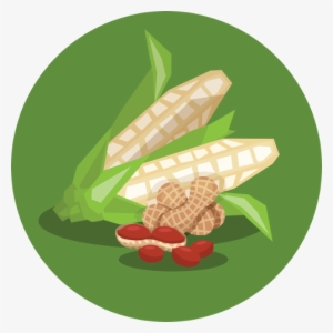 Aflasafe Cuts Aflatoxin In Maize And Groundnut By 80% - Illustration