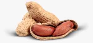 We Value Our Close Ties With Our Buyers And Importers - Peanut