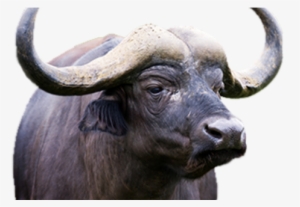 Buffalo Breeding - Hoax
