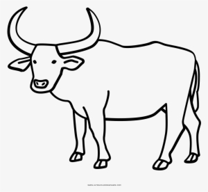 Buffalo Coloring Page With Water Ultra Pages - Ox Drawing