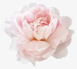 God Watches The Heart - White Peony Png