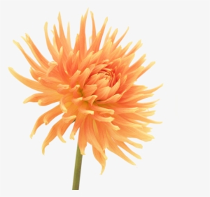 Gerbera Daisies Flowers Png - Картина Оранжевый Цветок
