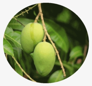 About Mangoes - Salem Mango Tree