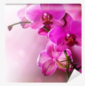 Papel Parede Pc Flores