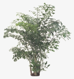 Fishtail Palm