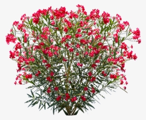Oleander - Valerian