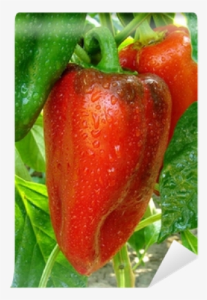 Sweet Red Pepper Growing On A Plant Wall Mural • Pixers® - Peperoncino
