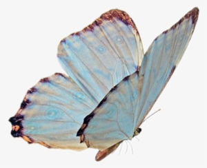 Butterfly Png Niche Nichememe Sticker Freetoedit Butter - Polyommatus