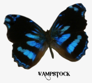 Dark Blue Butterfly Png
