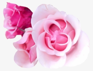 Deluxe Flower Bouquet Background Psd Detail Pink Rose - Light Pink Roses Hd