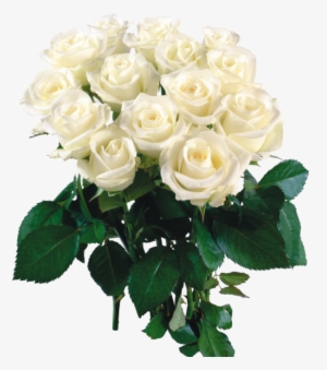 2444 X - Beautiful Flowers Roses White
