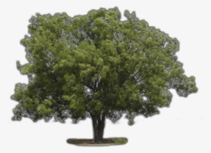 Click Here To See Neem Tree Album - Neem Tree