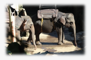 Image003 - Indian Elephant