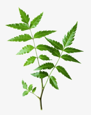 Neem - Himalaya Neem Leaves
