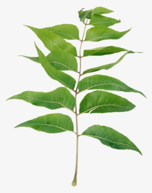 Neem Leaves Powder, Dietary Supplement - Neem Tree Leaf Png