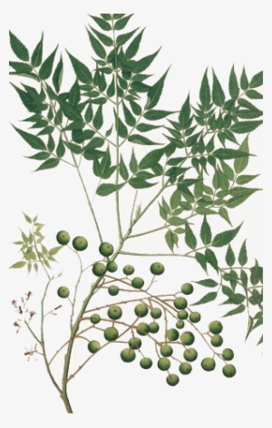 Face Pack - Posterazzi Neem Tree Poster Print By Mary Evans Natural