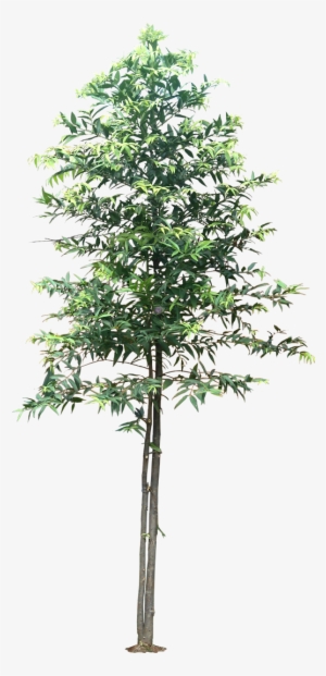 3d Trees