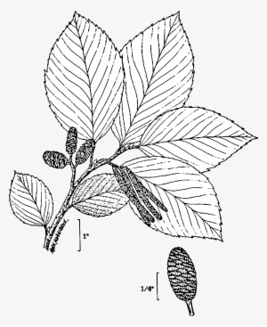 File Alnus Incana Drawing Wikimedia Commons Png Leaf - Transparent Png Plant Drawn