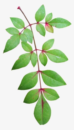 Collection Of Free Bamboo Drawing Leaf Download On - Garden Leaves Png