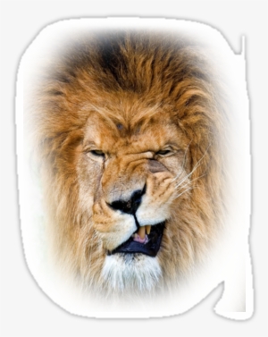 Angry Lion Png - Обои На Телефон Лев