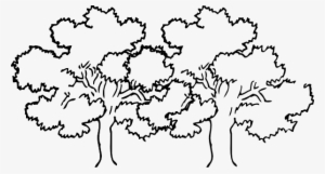 Coloring Pages Of A Narra Tree - Trees Black And White Clip Art