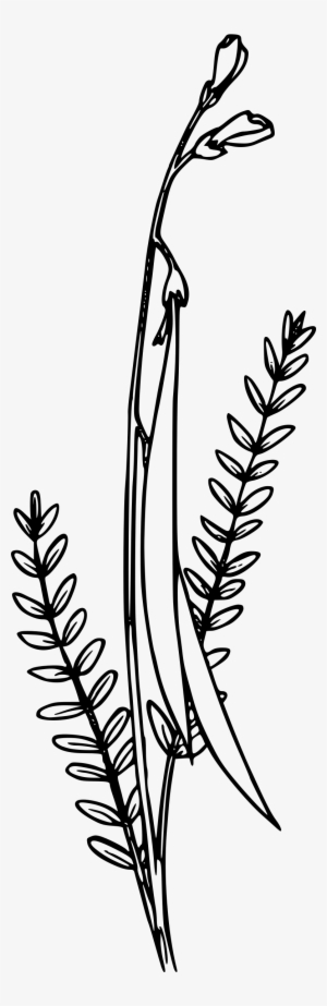 Free Download Ornamental Plant Clipart Plants Flower - Portable Network Graphics