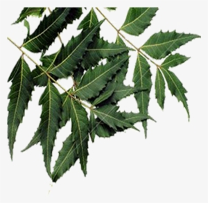 Óleo De Neem - Neem