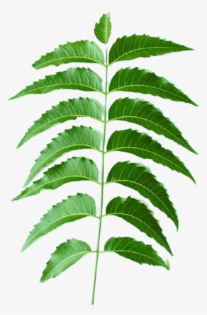 Tips & Advice For Home Remedies For Fatty Liver From - D-aloe Aloe Vera Neem Face Wash 100ml Face Wash