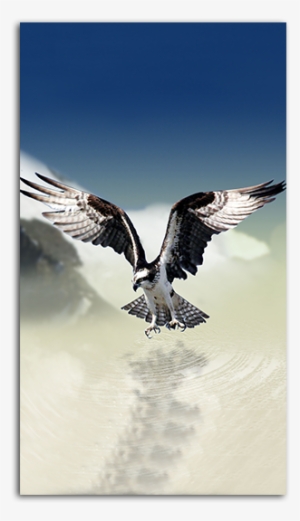 White Tailed Eagle Mobile Wallpaper Big - Phone Background Hd Eagle