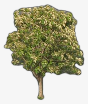 Neem Tree - Teak Meaning In Hindi