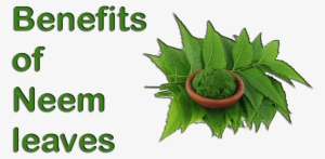 Make A Paste Out Of The Neem Leaves And Dab It On Your - Botanical Name Of Neem