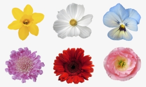 Free Photoshop Overlay, Free Photo Effect, Flower Hair