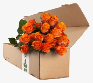 24 Orange Roses - Rose