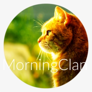 Cat Morning Sun Hd Walselpaper - Orange Tabby Cat Profile Image Iphone 4