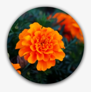 Marigold-1 - Hinh Nen Hoa Thuoc Duoc