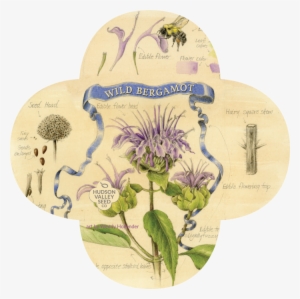 Datura